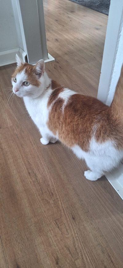 Heb jij Poes, Jiro of Nora gezien? Deze 18 huisdieren worden in Eindhoven vermist