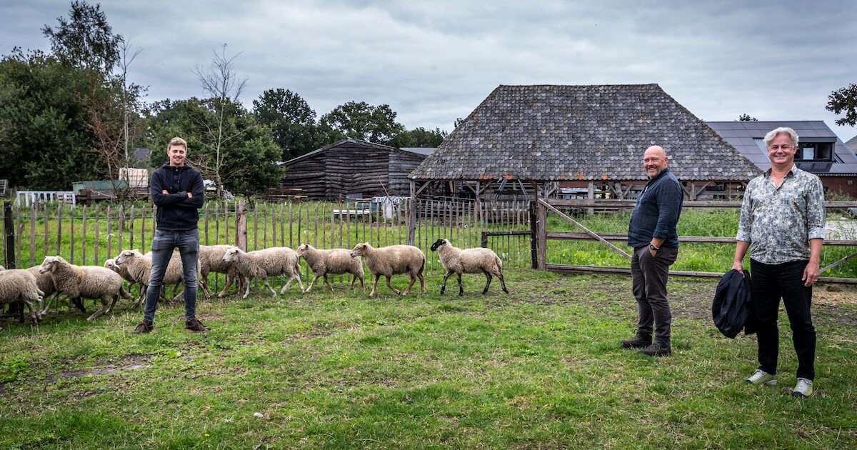 Schapenpoep in de hoofdrol van project in de Kempen: de hei blijft in proportie