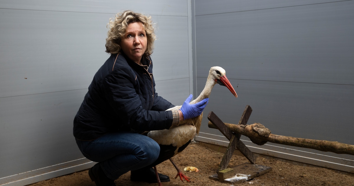 Someren onverstoorbaar in kwestie vogelasiel, ook al dreigt claim pluimveehouder