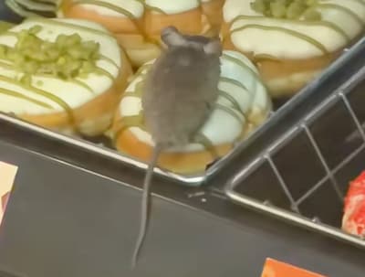 Klant filmt muis op donut bij Dunkin’ in Eindhoven, video tikt miljoenen views aan