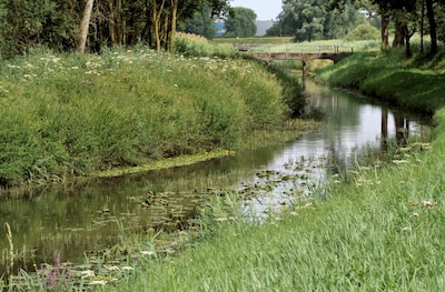 Ontdek de Groene Punt tijdens wandeling van IVN Helmond