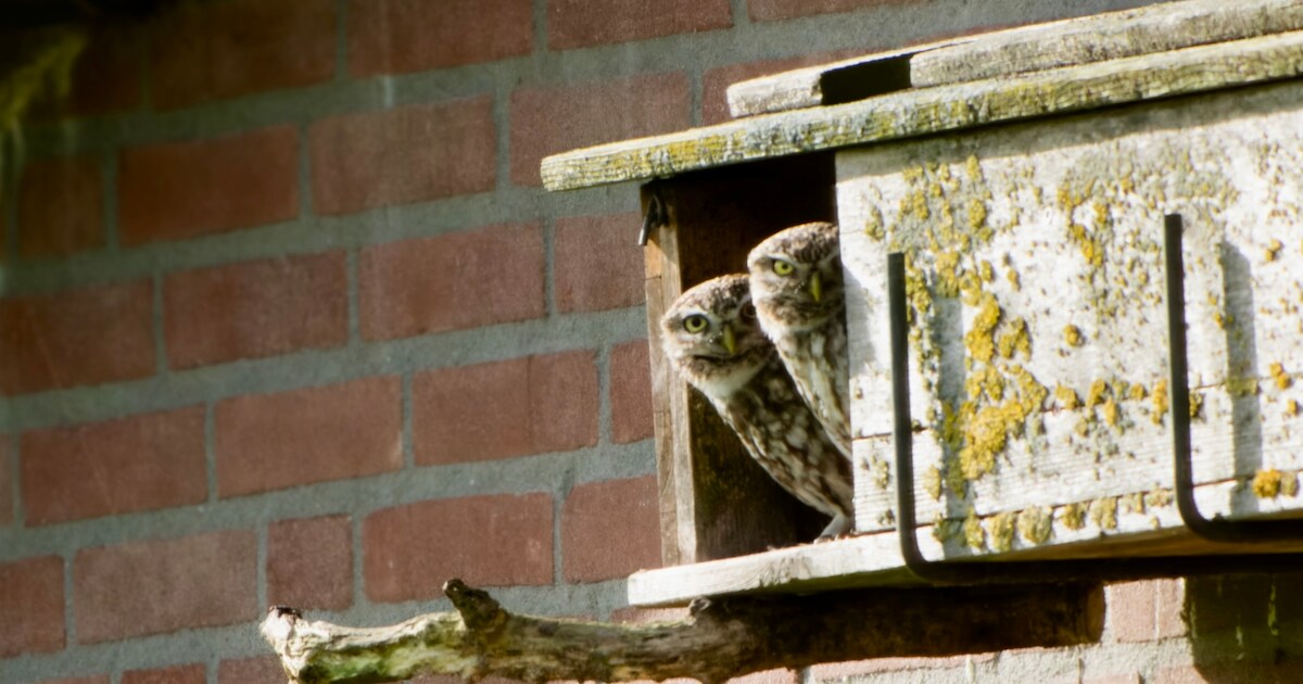 Lente in de lucht: deze bijzondere vogels legden onze lezers vast