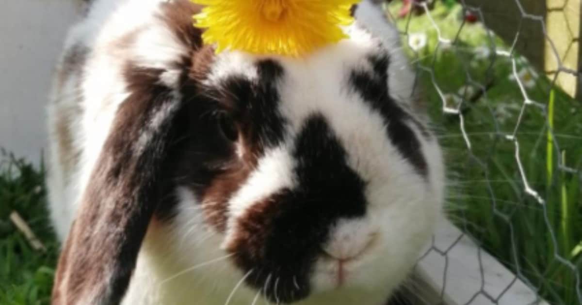 Heb jij Marshmallow gezien? Dit huisdier wordt in Cranendonck vermist