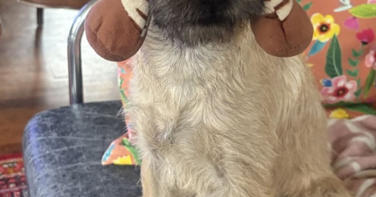 Heb jij Loe gezien? Dit huisdier wordt in Deurne vermist