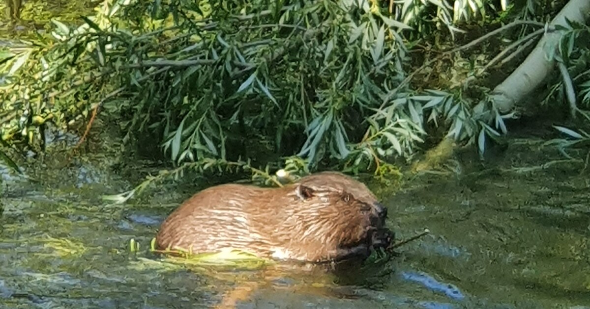 Ben benieuwd hoe lang de bever nog beschermd blijft, want teveel natuur ...
