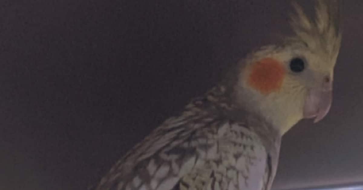 Heb jij Coco gezien? Dit huisdier wordt in Someren vermist