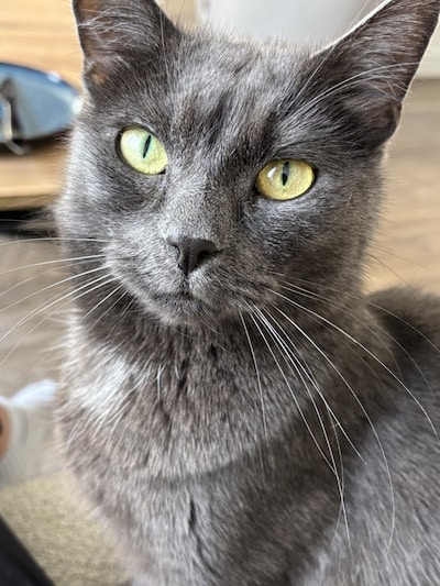 Heb jij Geelvleugelamazone of Pukkie gezien? Deze twee huisdieren worden in Helmond vermist