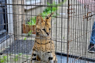 Serval Django opnieuw ontsnapt uit huis in Tilburg: ‘Sommige buren maken een grapje dat ze hem zelf 