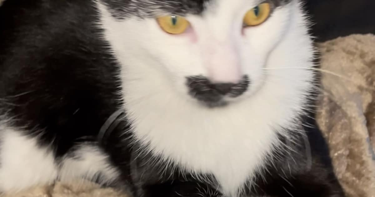 Heb jij Oreo gezien? Dit huisdier wordt in Nuenen, Gerwen en Nederwetten vermist