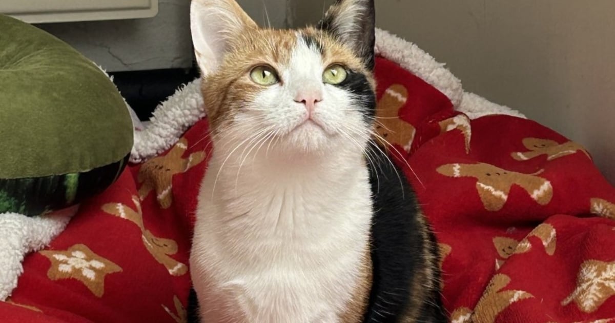 Heb jij Fenrir gezien? Dit huisdier wordt in Gemert-Bakel vermist