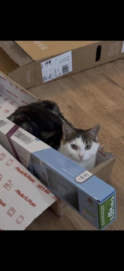 Heb jij Mischa, Bruno of Thor gezien? Deze 7 huisdieren worden in Eindhoven vermist