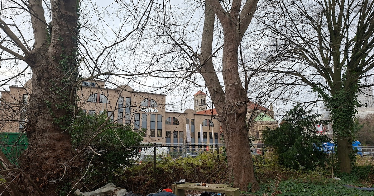 Kappen oude bomen Vonderweg ‘monumentale fout’, vindt de Partij voor de Dieren