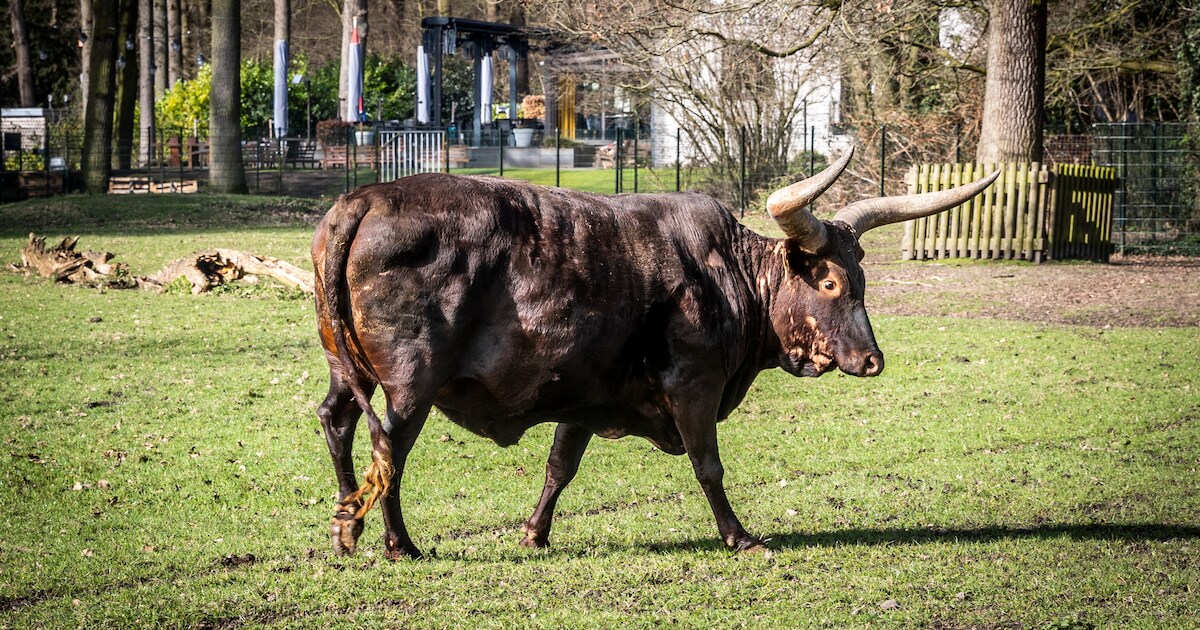 De Warande heeft een nieuwe bewoner en misschien wel twee: serviceclub schenkt watusi - met baby?