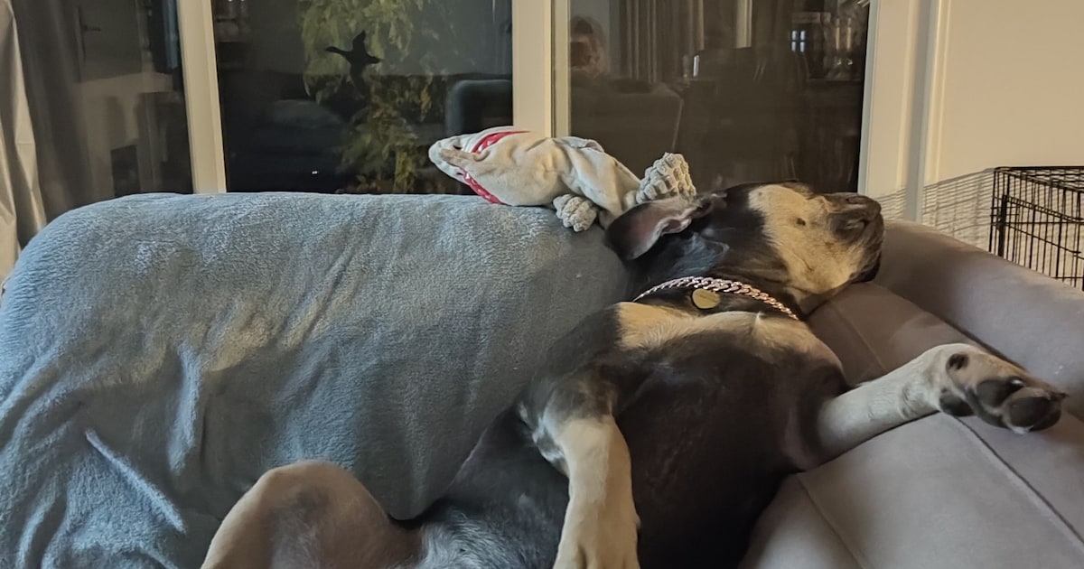 Heb jij Jacky of Lola gezien? Deze twee huisdieren worden in Deurne vermist