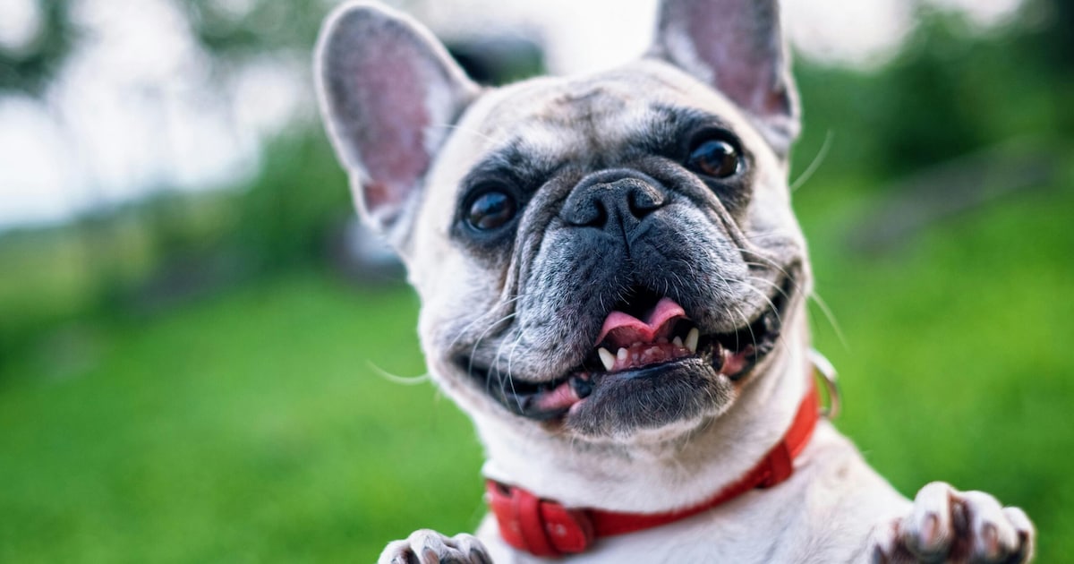 Dierenverzekeraars zien kentering: honden met platte snuit minder in trek, goed nieuws voor dierenwe