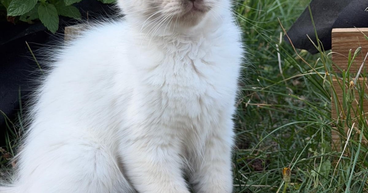 Heb jij Momo of Sammie gezien? Deze twee huisdieren worden in Best vermist
