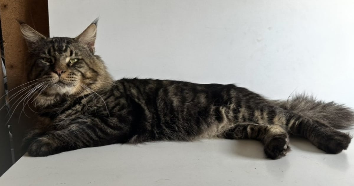 Heb jij Boef gezien? Dit huisdier wordt in Deurne vermist