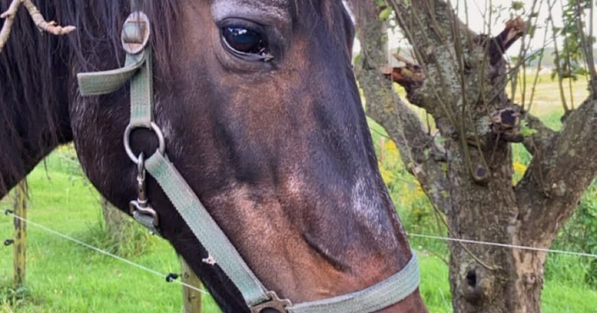 Hank rouwt om paard Quinta, maar eigenaresse Sandra is nu ook haar zadel kwijt | Regio | ED.nl