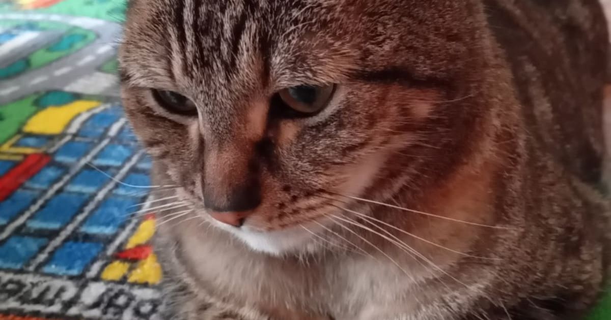 Heb jij Radja gezien? Dit huisdier wordt in Son en Breugel vermist