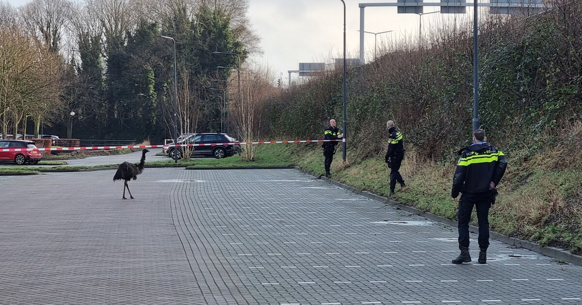 Loslopende struisvogel ontsnapt in Prinsenbeek, politieagenten vangen het dier