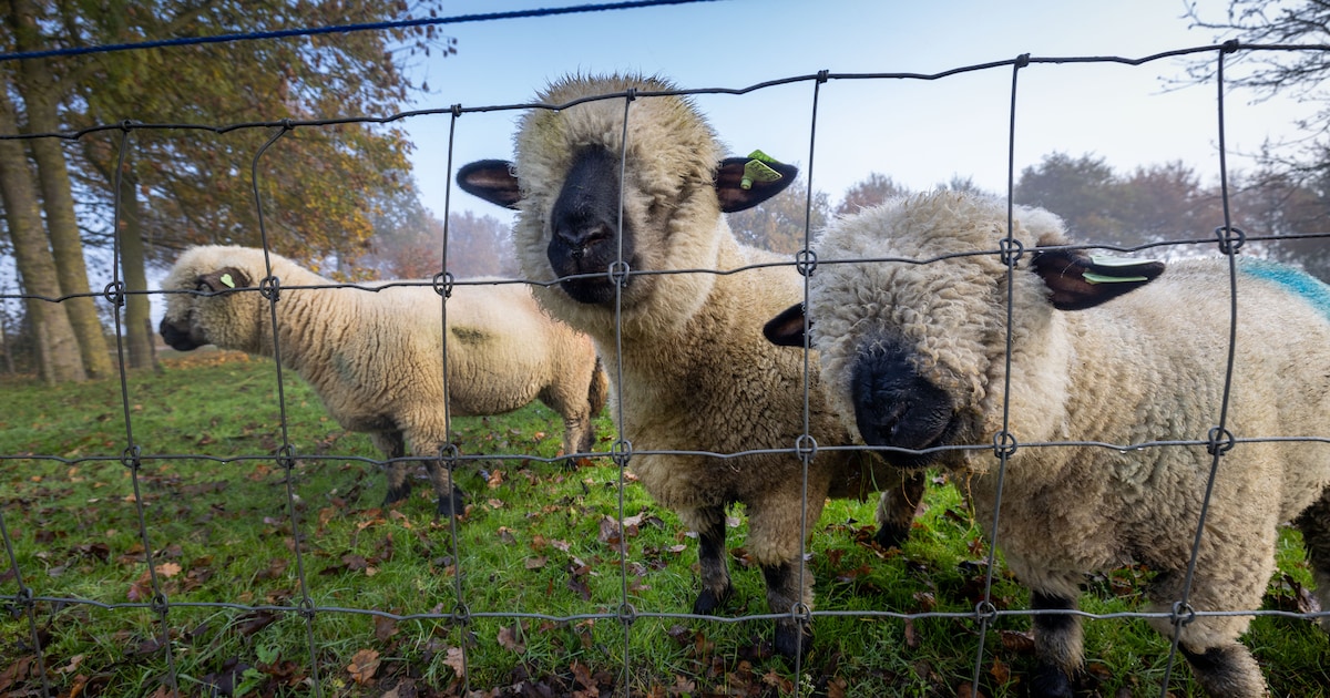 Wolf liet dieren in Gemert-Bakel vorig jaar met rust, enige aanval was in 2021