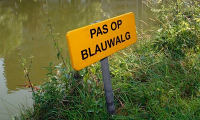 Gemeente Helmond waarschuwt voor blauwalg in vijvers, sloten en kanalen: vermijd contact