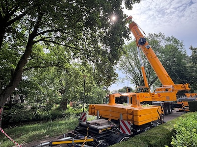 Rooien van monumentale boom Veghel stopt door lek in waterleiding