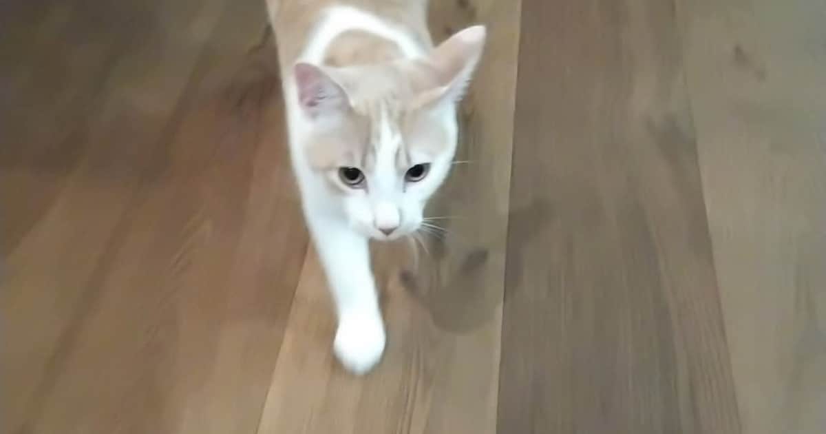 Heb jij Oscar gezien? Dit huisdier wordt in Bladel vermist