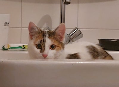 Heb jij Sambal, Mars of Zsazsa gezien? Deze vijf huisdieren worden in Den Bosch vermist
