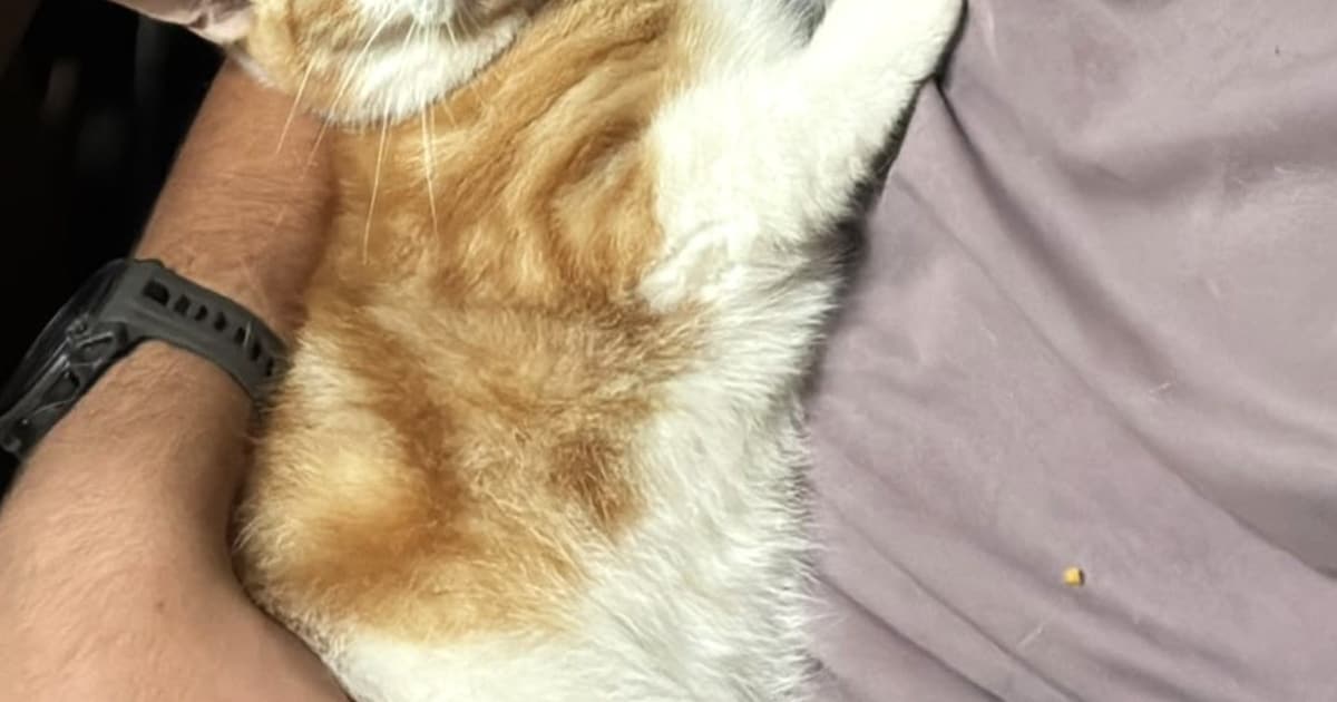 Heb jij Kareltje gezien? Dit huisdier wordt in Someren vermist