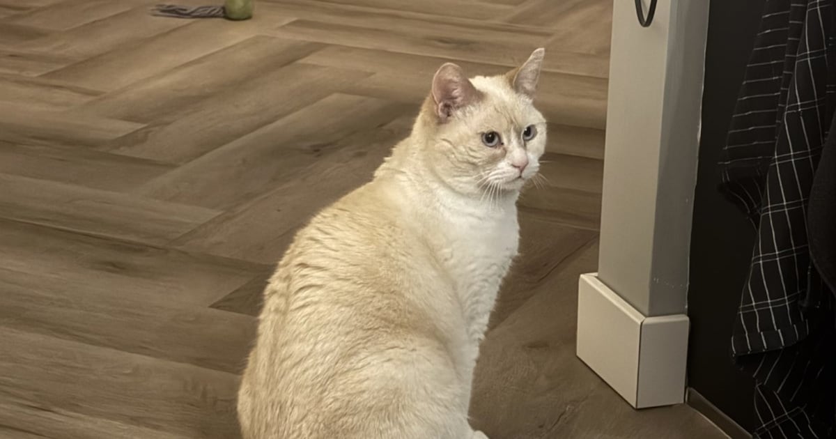 Heb jij Brabus gezien? Dit huisdier wordt in Nuenen, Gerwen en Nederwetten vermist