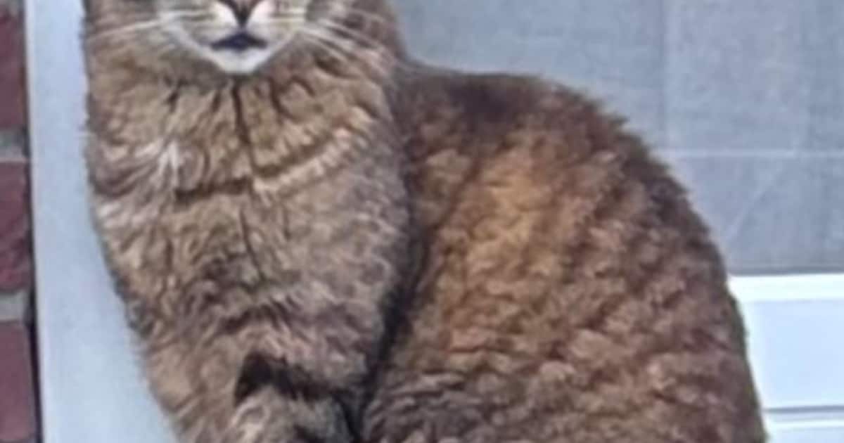 Heb jij Poema of Lilly gezien? Deze twee huisdieren worden in Someren vermist