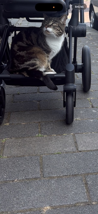Heb jij Bibi, Simba of Rabi gezien? Deze vijf huisdieren worden in Helmond vermist