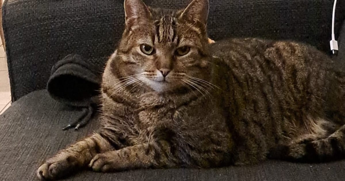 Heb jij Tommie of Coco gezien? Deze twee huisdieren worden in Bladel vermist