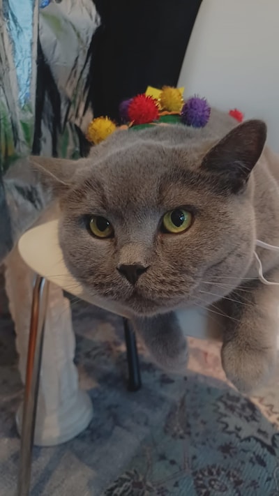 Heb jij Valaria, Iejaaco of Skip gezien? Deze negen huisdieren worden in Den Bosch vermist