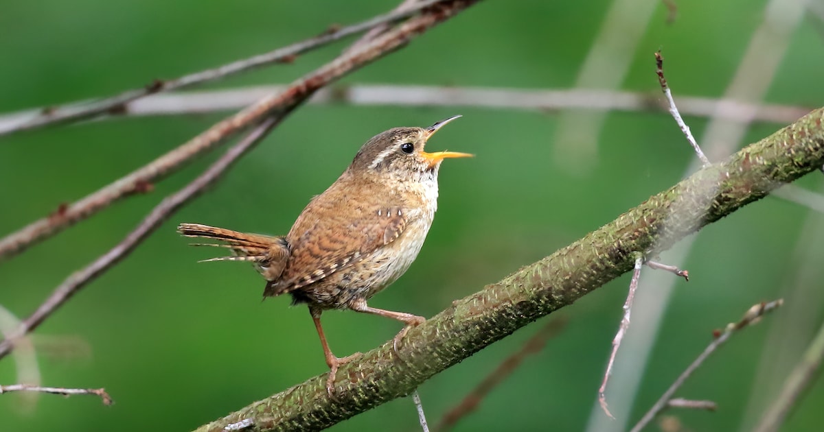 Zangvogels herkennen: thema-avond in Mierlo