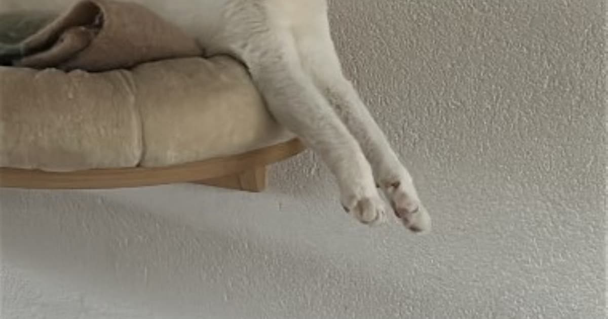 Heb jij Ponjo gezien? Dit huisdier wordt in Geldrop-Mierlo vermist