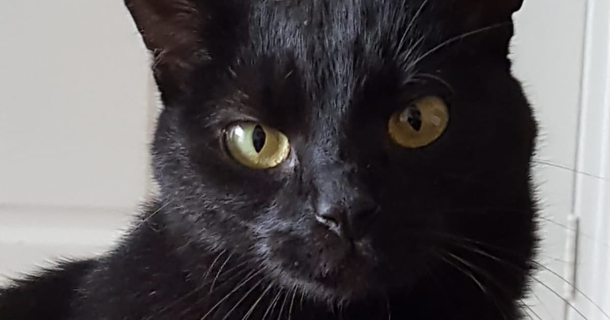 Heb jij Pip of Loesje gezien? Deze twee huisdieren worden in Veldhoven vermist
