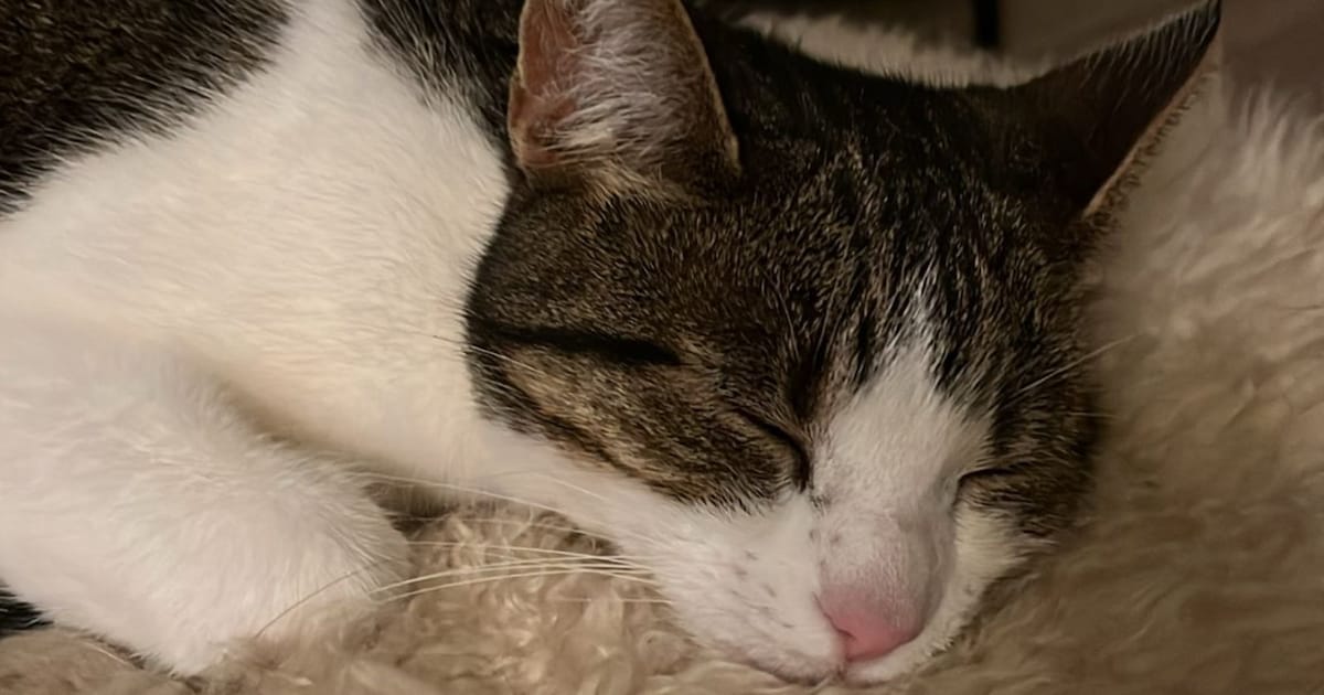 Heb jij Fien, Felix of Bliksem gezien? Deze drie huisdieren worden in Deurne vermist