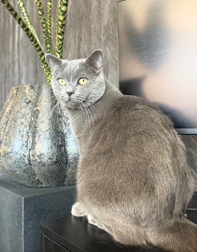Heb jij George, Jandira of Stirling gezien? Deze drie huisdieren worden in Eindhoven vermist