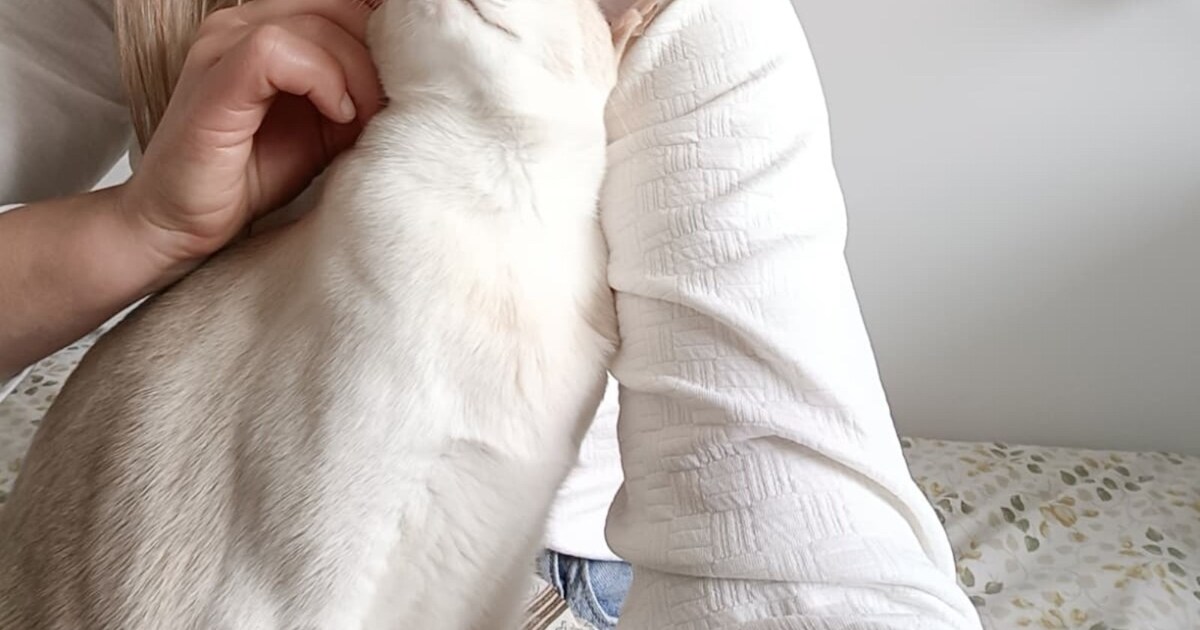 Heb jij Stien gezien? Dit huisdier wordt in Bergeijk vermist