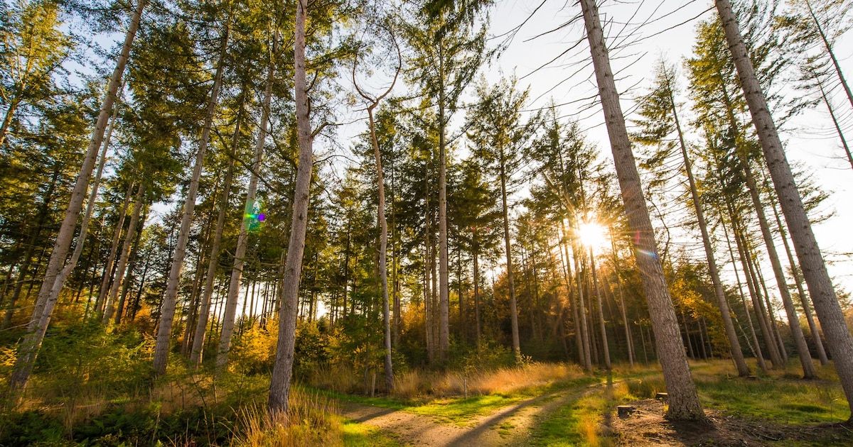Natuurbegraafplaats Schoorsveld in Heeze viert 10-jarig jubileum
