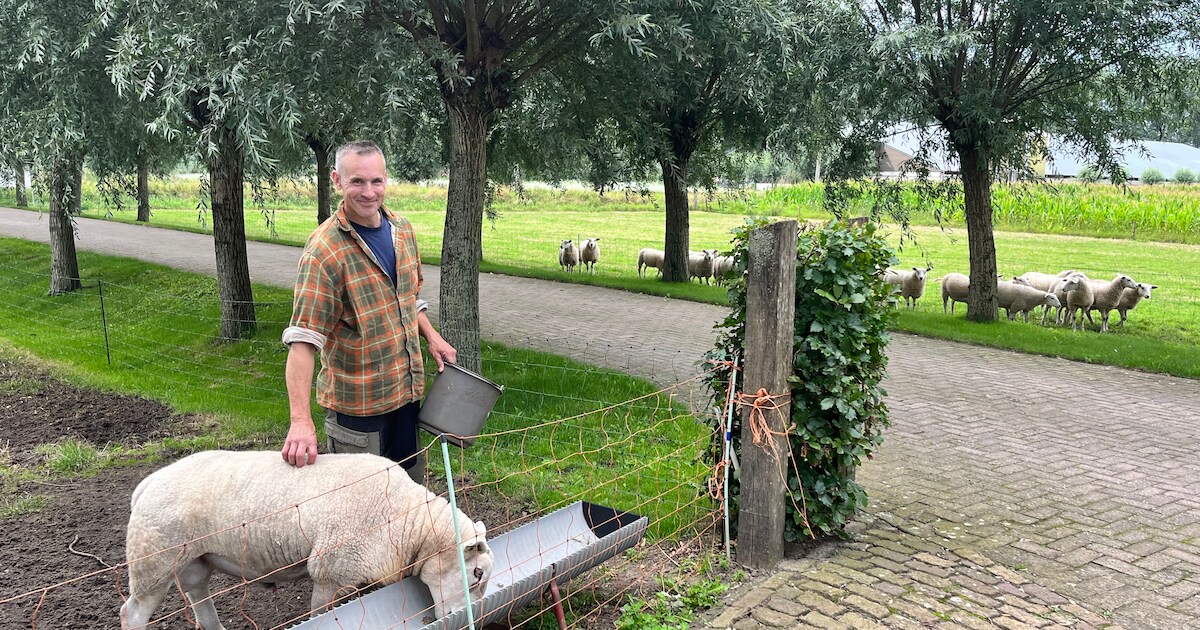 Ook schapenboer Frank spreekt ABN: ‘Alles behalve Nederlands‘ | Regio ...