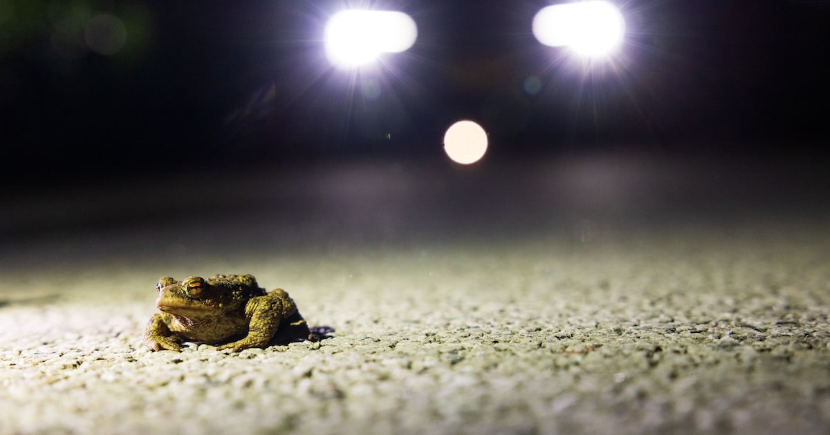 Rulse Dijk afgesloten voor paddentrek in Heeze