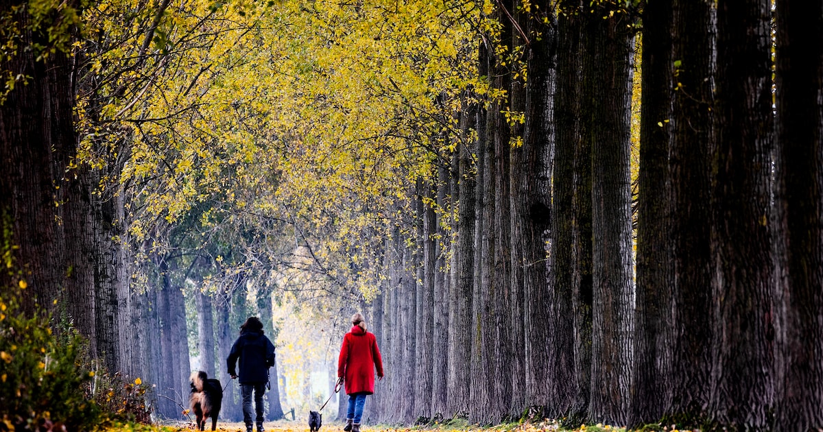Wandelgroep No-Limits houdt Herfstwandeling door natuurgebied bij De Tipmast in Bladel