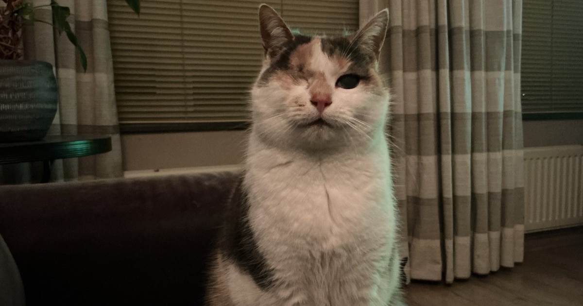 Heb jij Pepper gezien? Dit huisdier wordt in Cranendonck vermist