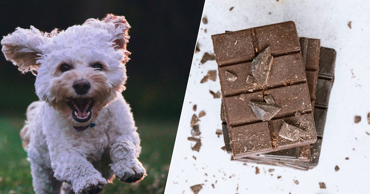 Dierenklinieken waarschuwen over chocoladevergiftiging bij honden: ‘Laat die chocoladeletter niet sl