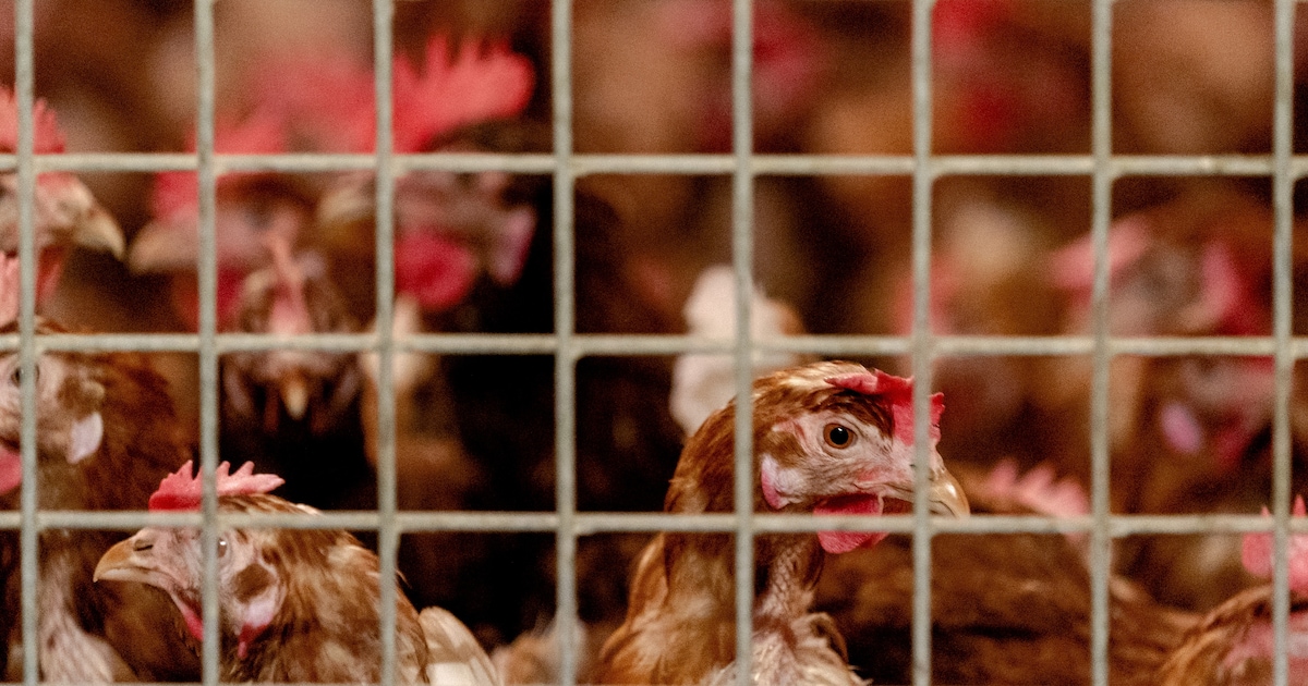 Vogelgriep vastgesteld bij houderij in Lottum, ongeveer 370 vogels geruimd