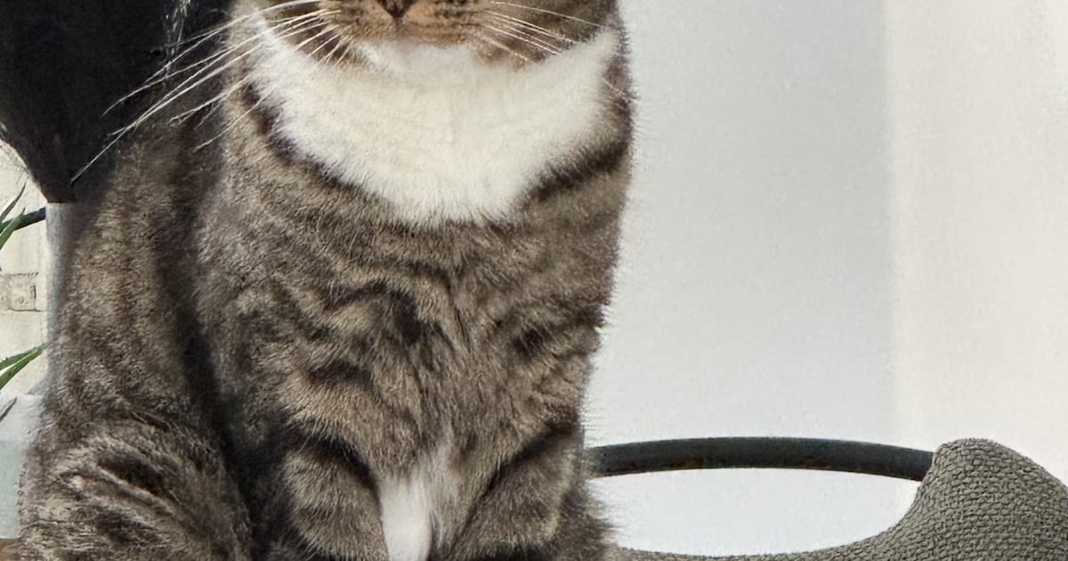 Heb jij Nala, Keet of Rebel gezien? Deze drie huisdieren worden in Best vermist