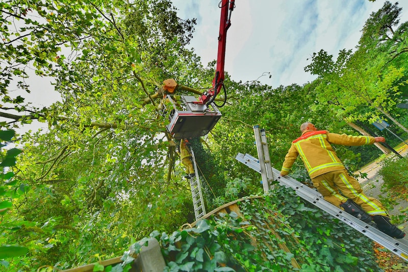 De brandweer probeerde de man uit de boom te bevrijden. Hij overleed door het ongeval. 